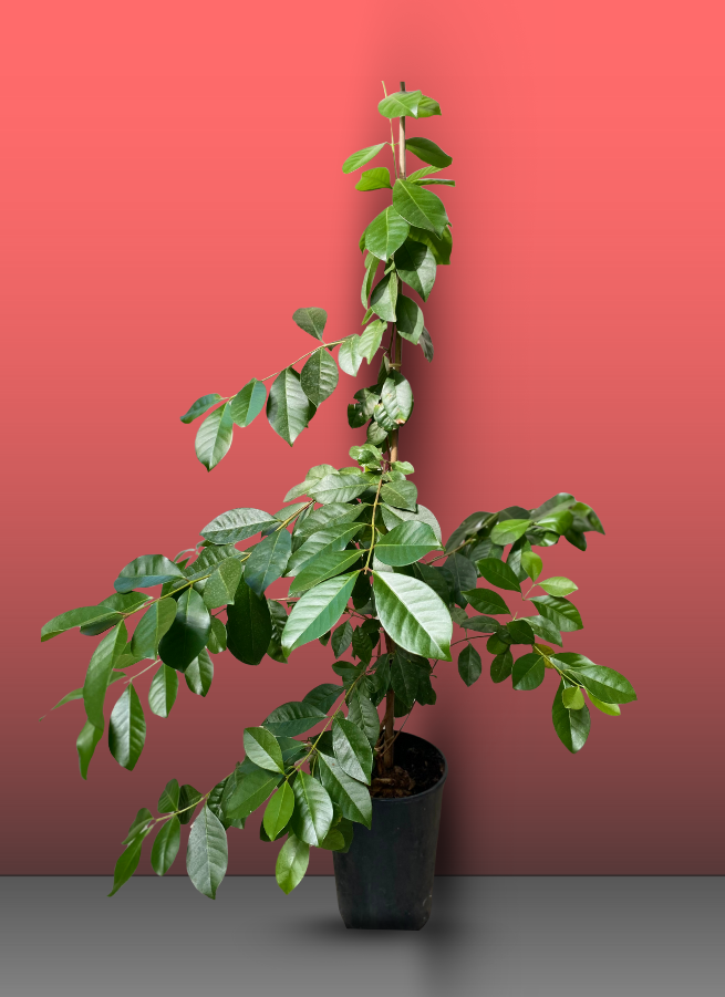 Ximenia americana