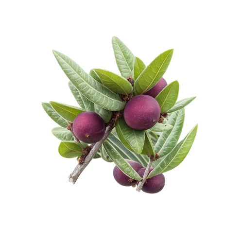 Myrciaria caerulescens (Roxa - Blue Guaquiea)