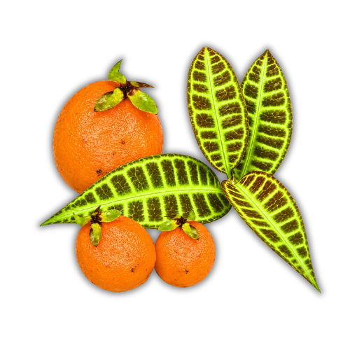 Eugenia sp Labisia