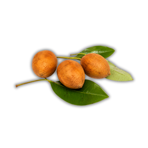 Eugenia sp Laranja Camamu