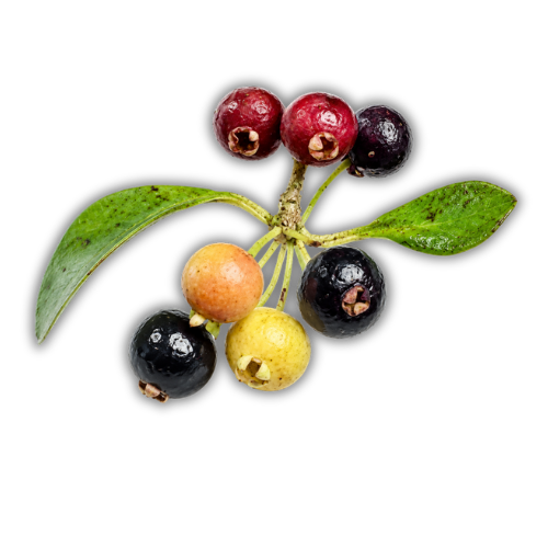 Eugenia sp Uvitas