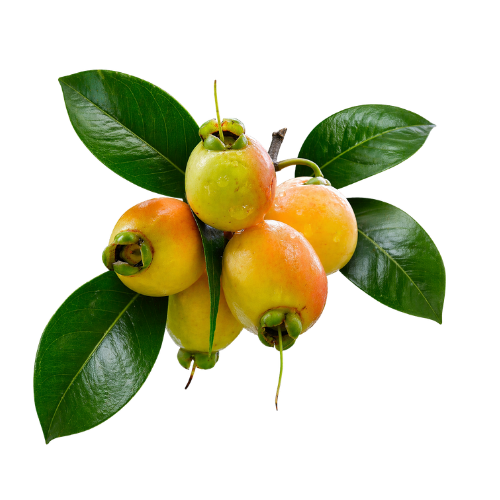 Syzygium jambos